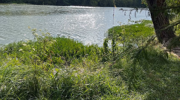 Dog Park at Flatrock Park photo 1